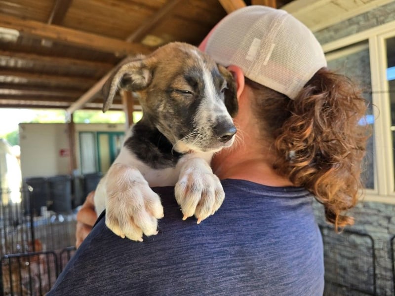 Steven: Familienhund in toller Größe