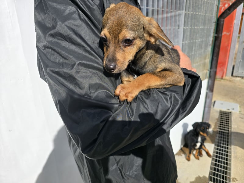 Nico: mit Mama und Papa ins Tierheim