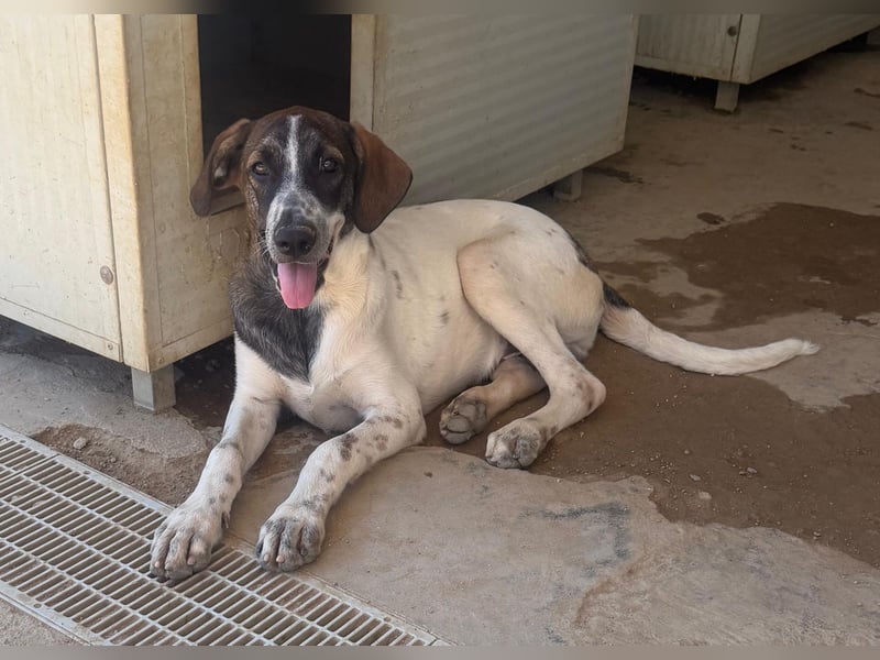Steven: Familienhund in schöner Größe