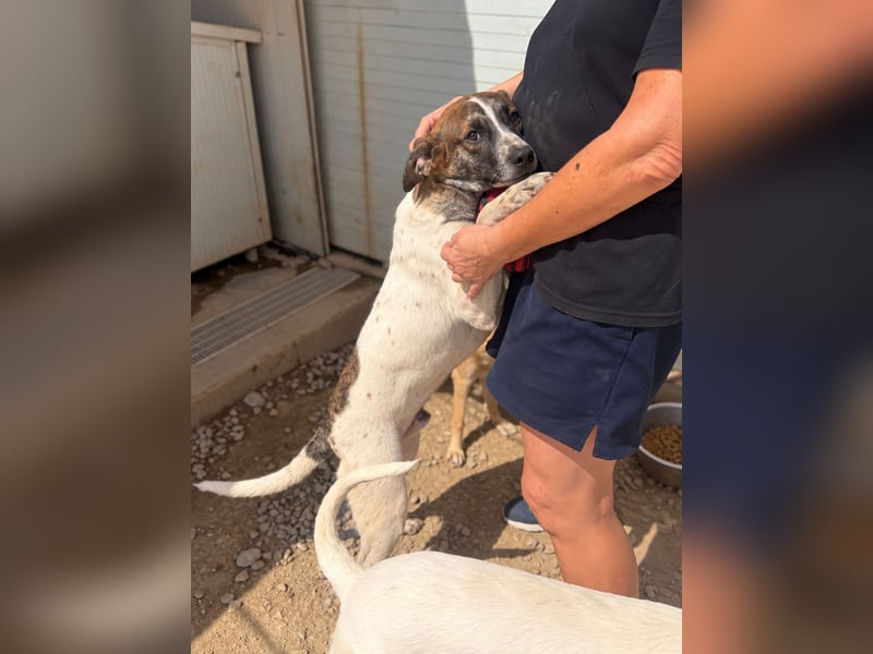 Steven: Familienhund in schöner Größe