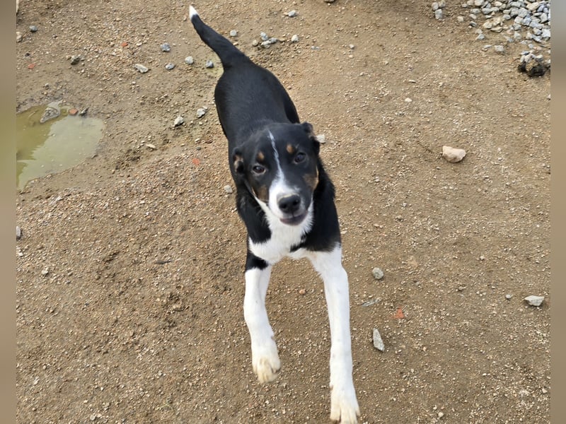 Zero: er wäre gerne Familienhund