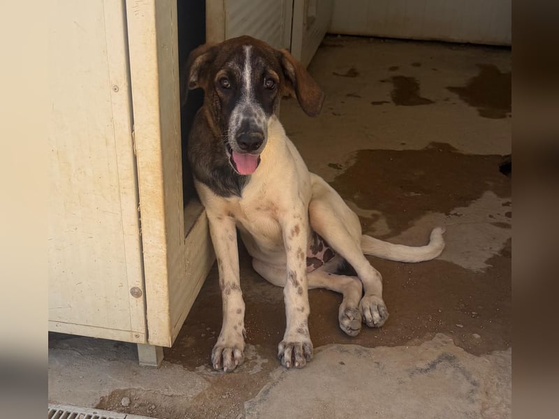 Steven: Familienhund in schöner Größe