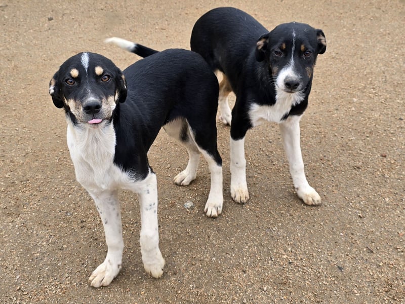 Zero: er wäre gerne Familienhund