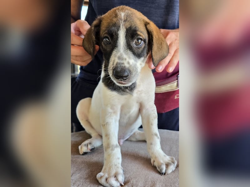 Steven: Familienhund in toller Größe