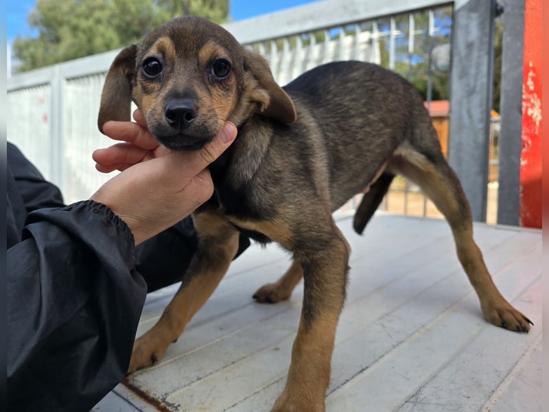 Nico: mit Mama und Papa ins Tierheim