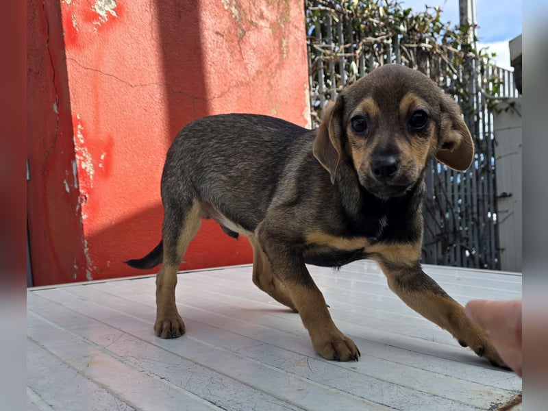 Nico: mit Mama und Papa ins Tierhem