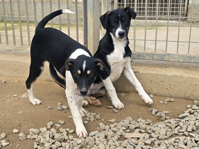 Zero: er wäre gerne Familienhund