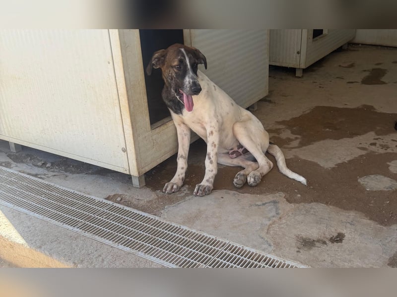 Steven: Familienhund in schöner Größe