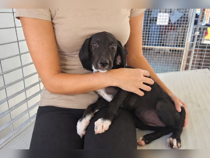 Marino: kleiner Schatz sucht Kuschelplatz