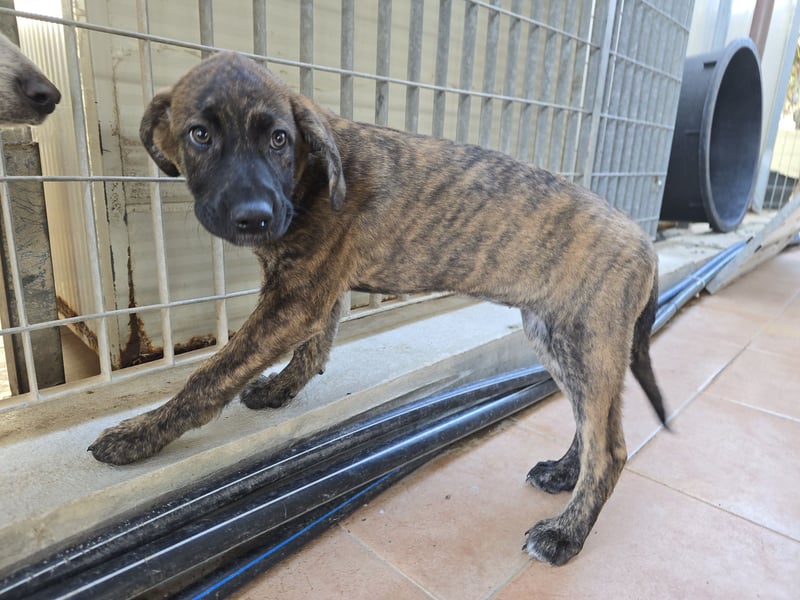 Esedra: bereit für ihre eigene Familie