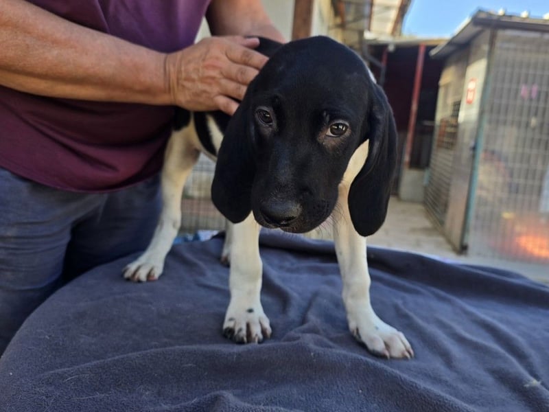 Ganimede: kleiner Fratz sucht Kuschelplatz