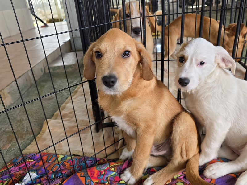 Giovanna: wünscht sich Liebe und Geborgenheit