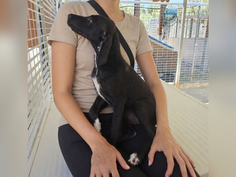 Marino: kleiner Schatz sucht Kuschelplatz