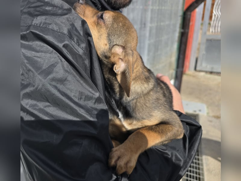 Nico: mit Mama und Papa ins Tierheim
