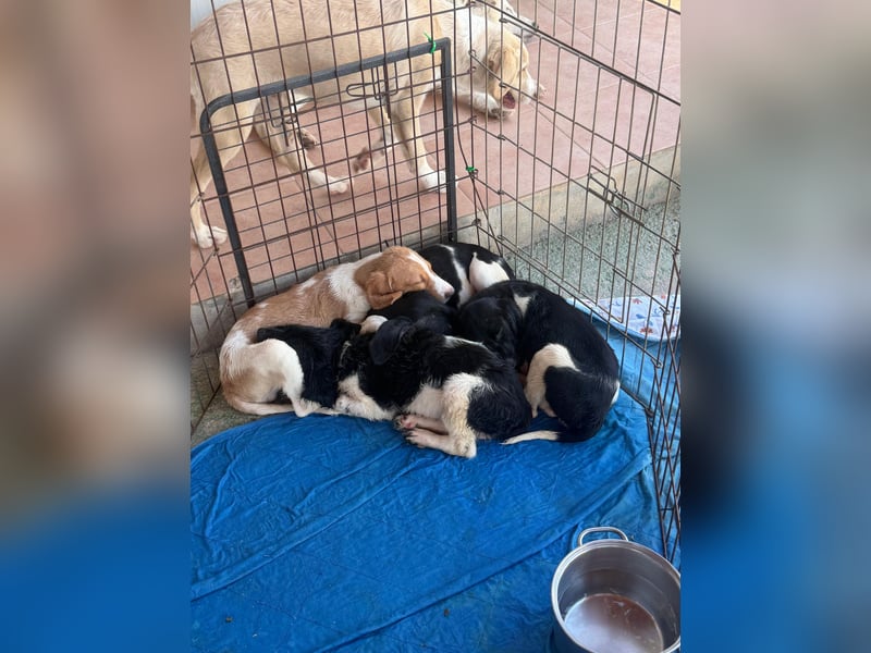 Ganimede: kleiner Fratz sucht Kuschelplatz