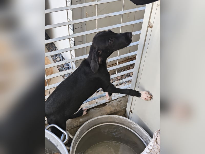 Marino: kleiner Schatz sucht Kuschelplatz
