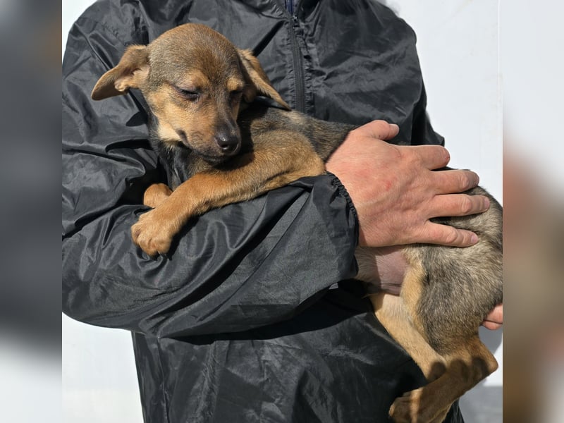 Nico: mit Mama und Papa ins Tierheim