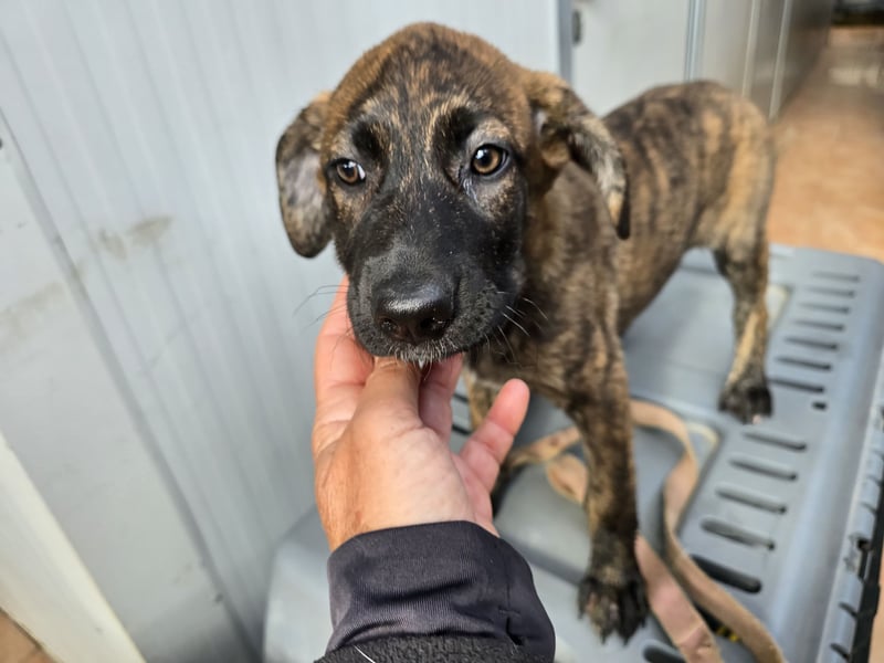 Esedra: bereit für ihre eigene Familie