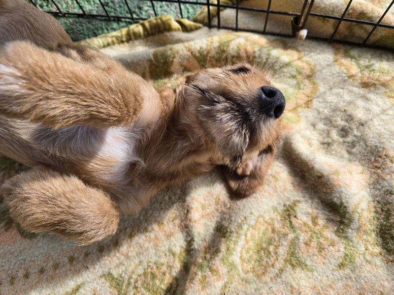 Simona: süße Zuckerschnute