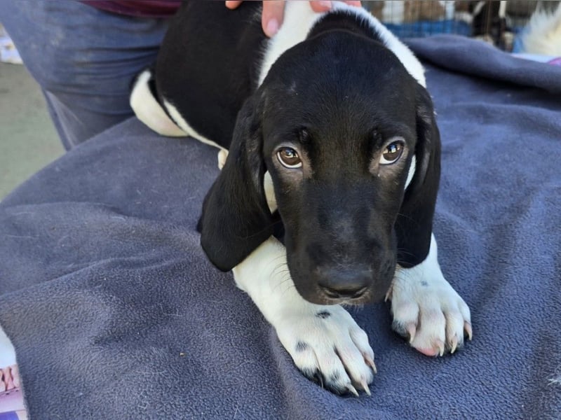 Ganimede: kleiner Fratz sucht Kuschelplatz