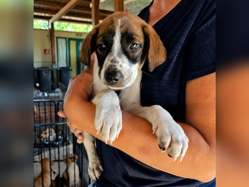 Steven: Familienhund in toller Größe
