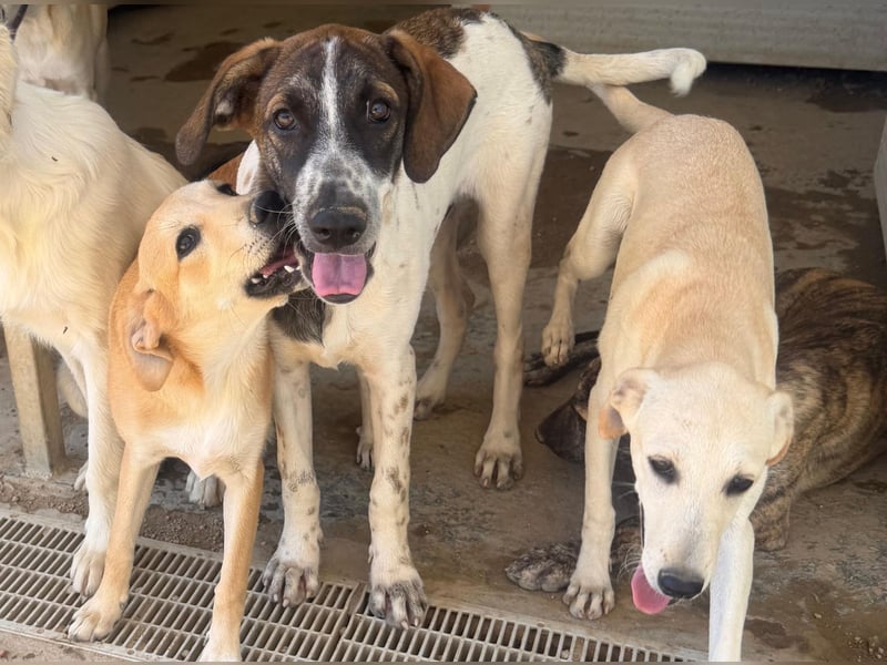 Steven: Familienhund in schöner Größe