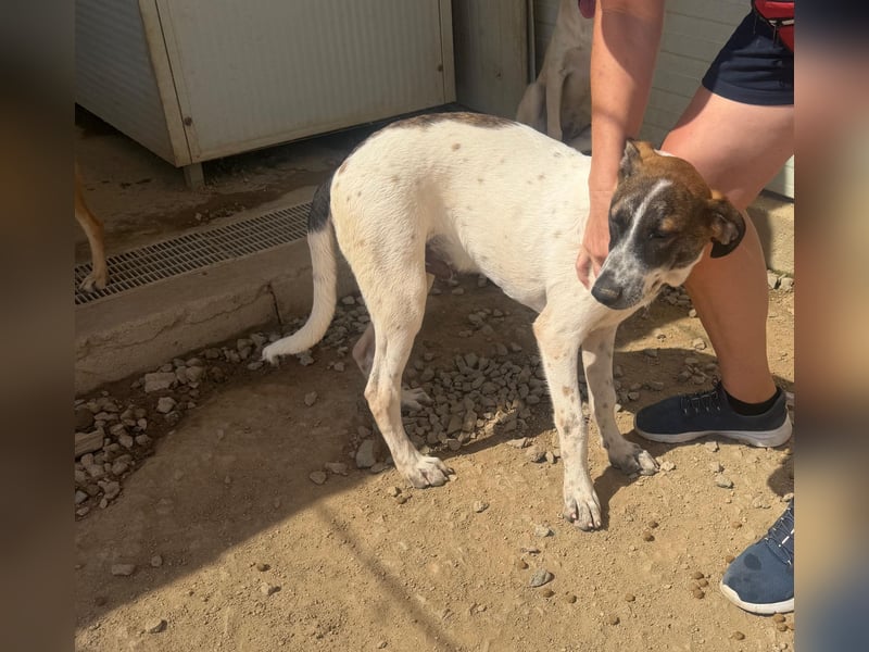 Steven: Familienhund in schöner Größe