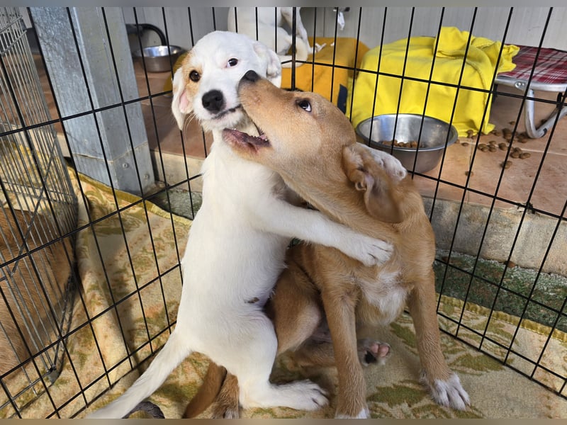 Giovanna: kleine Zuckerschnute