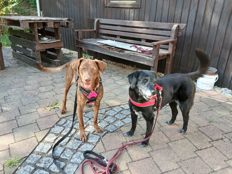 Liza: Traumhund ohne Wenn und Aber
