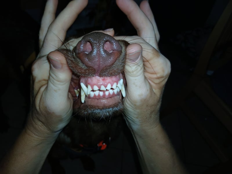 Liza: Traumhund ohne Wenn und Aber