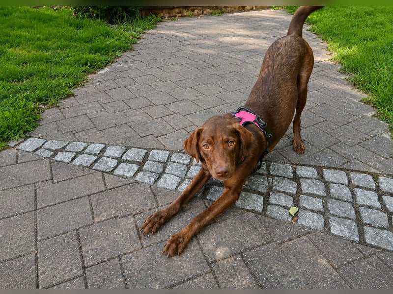 Liza: Traumhund ohne Wenn und Aber