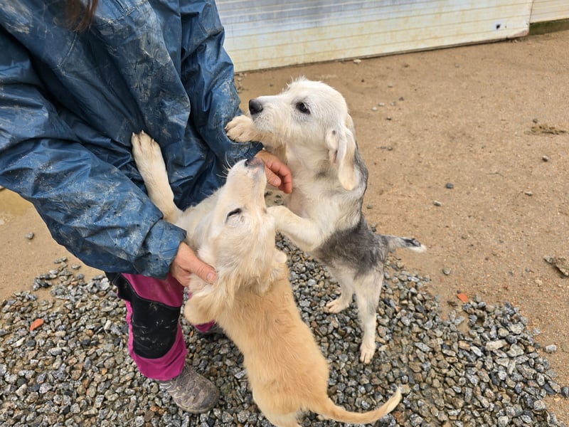 Cupcake: einfach nur Zucker