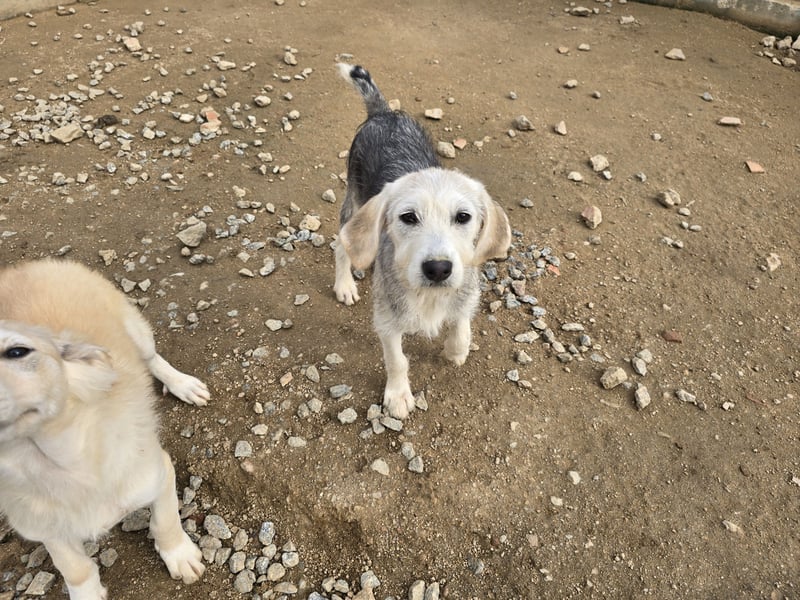 Cupcake: einfach nur Zucker