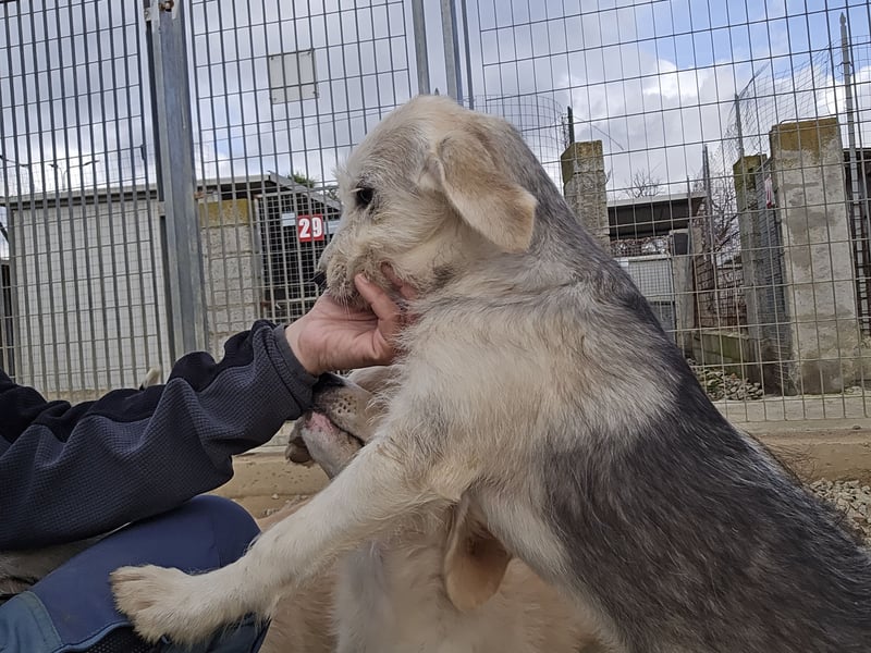 Cupcake: einfach nur Zucker