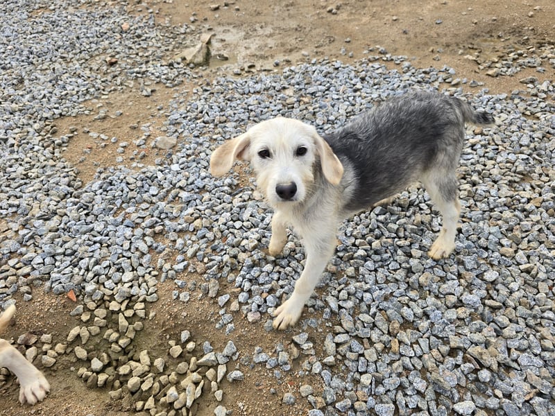 Cupcake: einfach nur Zucker