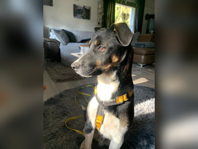 Zero: was für ein toller Junghund