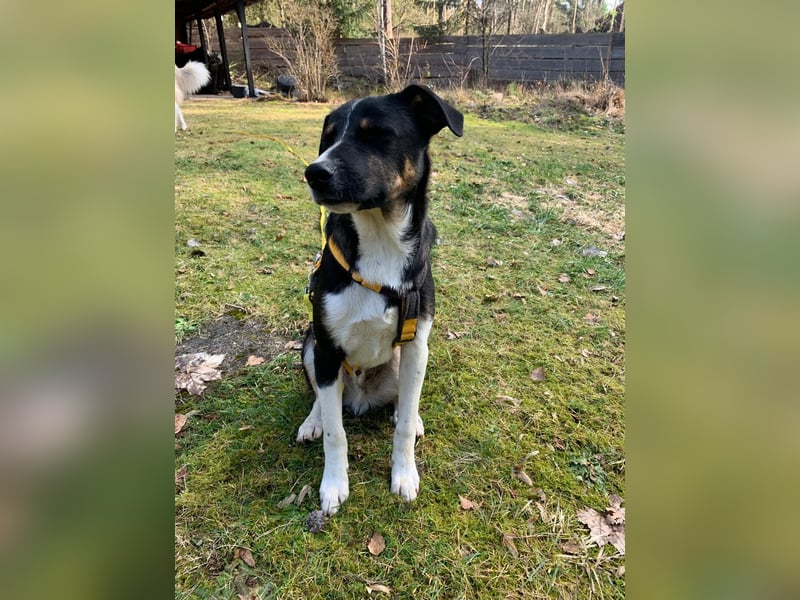 Zero: was für ein toller Junghund