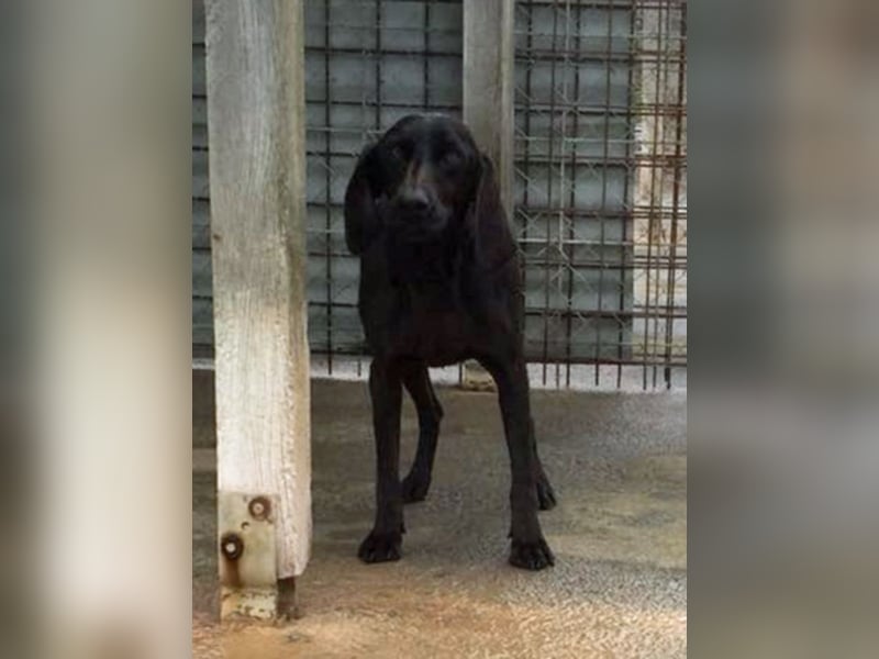 Gelsomina, Segugio Italiano, geb. ca. 2011