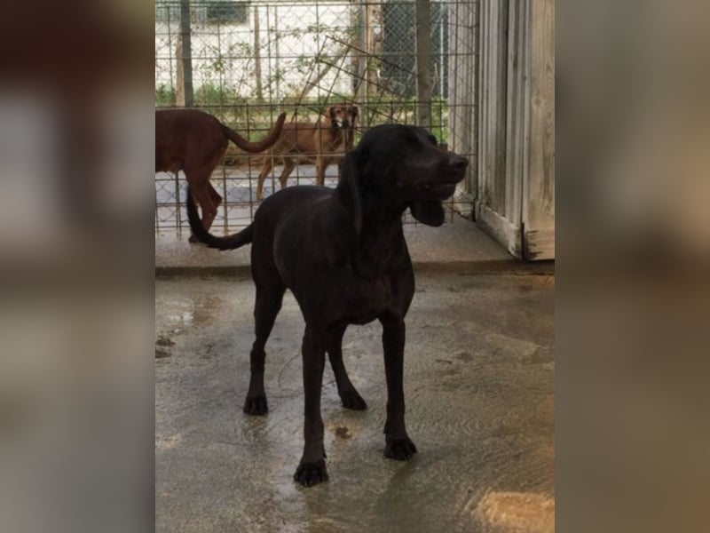 Gelsomina, Segugio Italiano, geb. ca. 2011