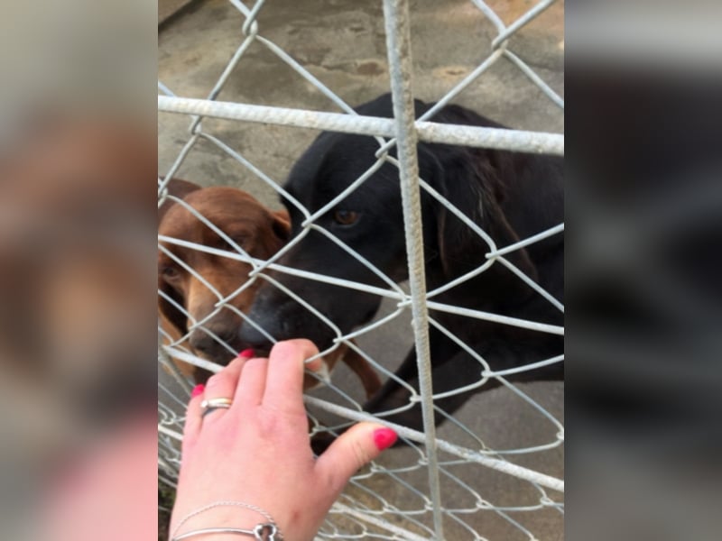 Gelsomina, Segugio Italiano, geb. ca. 2011