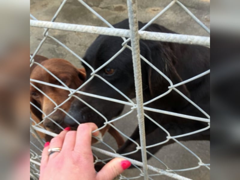 Gelsomina, Segugio Italiano, geb. ca. 2011