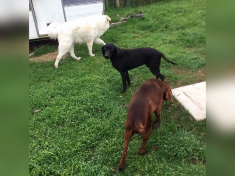 Gelsomina, Segugio Italiano, geb. ca. 2011