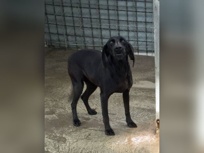 Gelsomina, Segugio Italiano, geb. ca. 2011