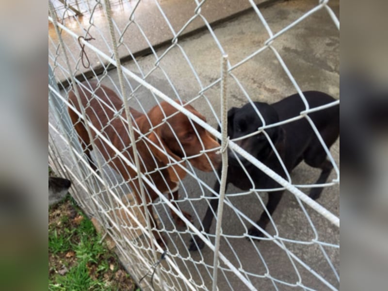 Gelsomina, Segugio Italiano, geb. ca. 2011