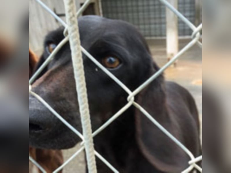 Gelsomina, Segugio Italiano, geb. ca. 2011