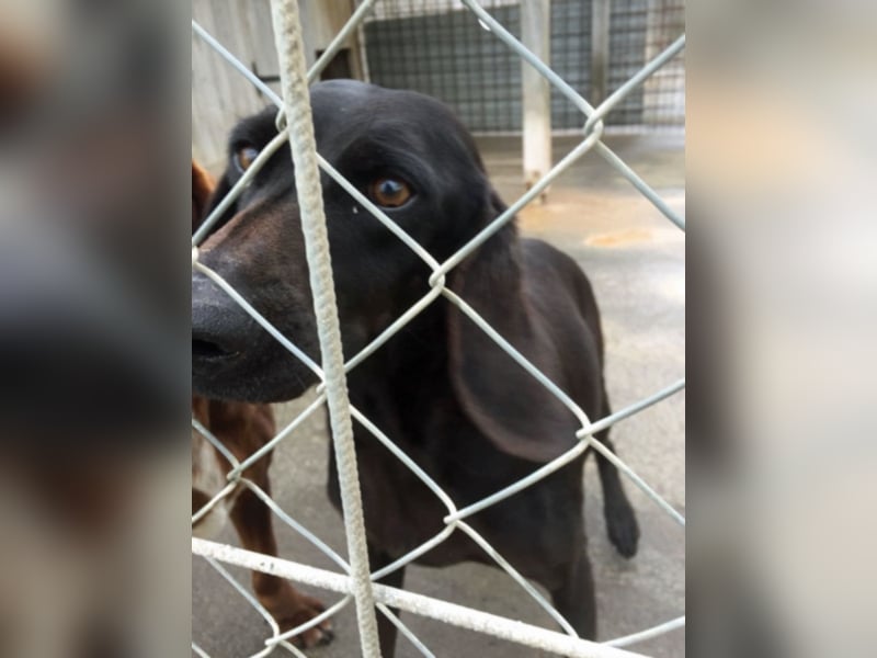 Gelsomina, Segugio Italiano, geb. ca. 2011