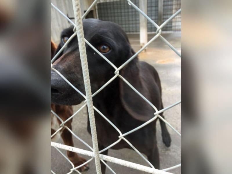 Gelsomina, Segugio Italiano, geb. ca. 2011