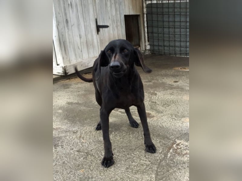 Gelsomina, Segugio Italiano, geb. ca. 2011