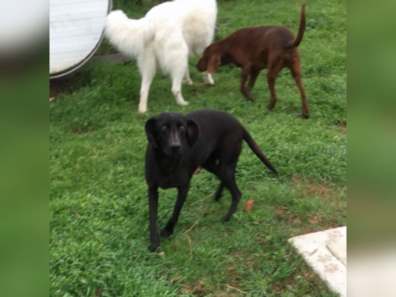 Gelsomina, Segugio Italiano, geb. ca. 2011