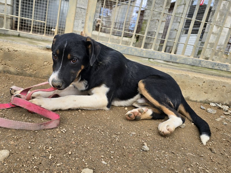 Zero: er wäre gerne Familienhund